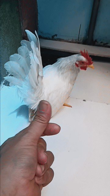 Gà Tre Thái trống 5 tháng màu Trắng. Mua bán Gà tại Thành phố Biên Hòa Đồng Nai được đăng bởi Cương Lê hình 1