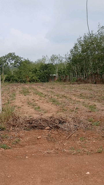Mua bán Đất Huyện Hớn Quản Bình Phước diện tích 226.3 m² giá 268 triệu