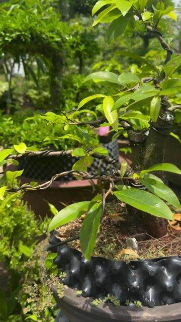 Mai tứ quý đã định hình. Mua bán Cây cảnh, đồ trang trí tại Huyện Bình Chánh Tp Hồ Chí Minh được đăng bởi Minh Mẫn hình 1