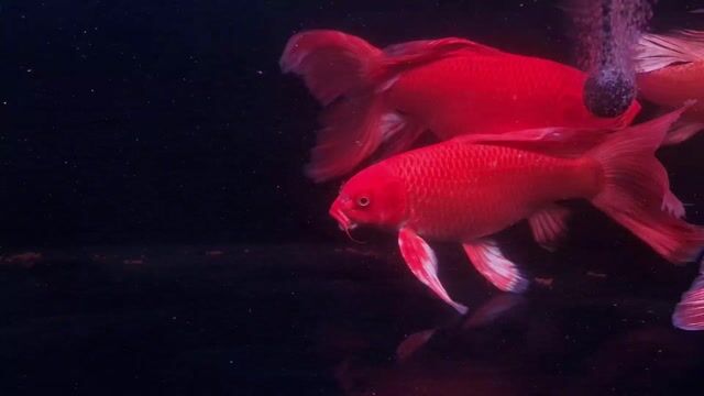 Cá chép cảnh Đỏ 25-30 cm. Mua bán Thú cưng khác tại Quận Tân Phú Tp Hồ Chí Minh được đăng bởi Khoa Đăng hình 1