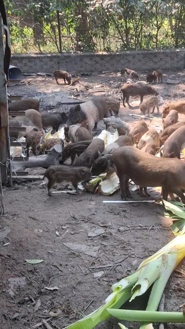 heo giống. Mua bán Thú cưng khác tại Thành phố Thuận An Bình Dương được đăng bởi Thắng Miền tây hình 1