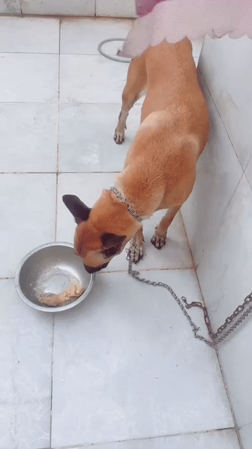 Chó Bỉ Cái một lứa TL do ăn gà nòi . Mua bán Chó tại Huyện Bình Chánh Tp Hồ Chí Minh được đăng bởi Anh nông dân da đen hình 1