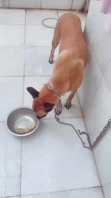 Chó Bỉ Cái một lứa TL do ăn gà nòi . Mua bán Chó tại Huyện Bình Chánh Tp Hồ Chí Minh được đăng bởi Anh nông dân da đen hình 1