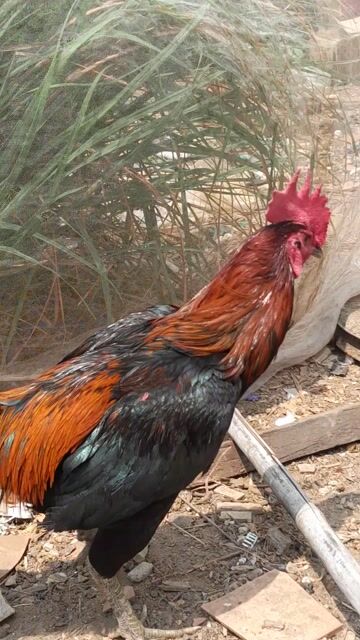 Gà Peru 3.7kg Đực Đã điều trị. Mua bán Gà tại Huyện Định Quán Đồng Nai được đăng bởi Van kien Le hình 1