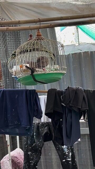 Chim Cu gáy Malai. Mua bán Chim tại Huyện Bình Chánh Tp Hồ Chí Minh được đăng bởi Hữu hình 1