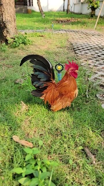 gà tre thái chân lùn. Mua bán Gà tại Huyện Bình Chánh Tp Hồ Chí Minh được đăng bởi Minh SG hình 1