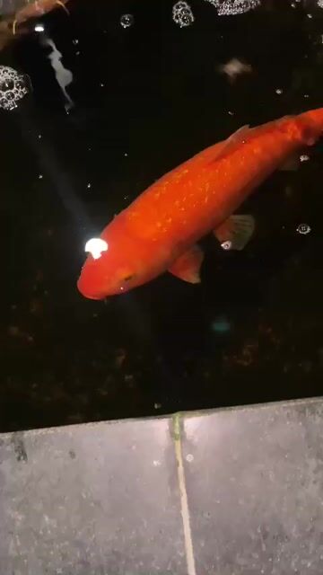 Cá Koi Cam 55cm Khỏe mạnh. Mua bán Thú cưng khác tại Huyện Cần Giuộc Long An được đăng bởi Thanh Sơn hình 1