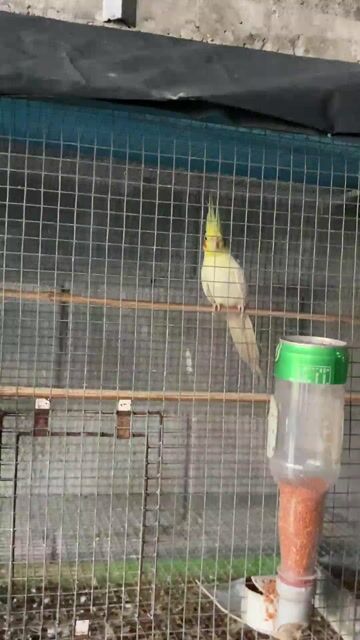 Chuyên Yến Phụng & Cockatiel. Mua bán Chim tại Huyện Củ Chi Tp Hồ Chí Minh được đăng bởi Nguyễn Thanh Tú hình 1