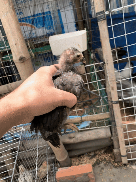 Gà Thái lùn ô chuối 2.5 tháng. Mua bán Gà tại Thị xã Bình Minh Vĩnh Long được đăng bởi Vinh gà kiểng Vĩnh Long hình 1