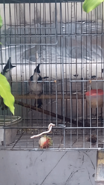 Chim chào mào trống 2 năm đen trắng không tật lỗi. Mua bán Chim tại Quận Bình Tân Tp Hồ Chí Minh được đăng bởi Hưng Hà hình 1
