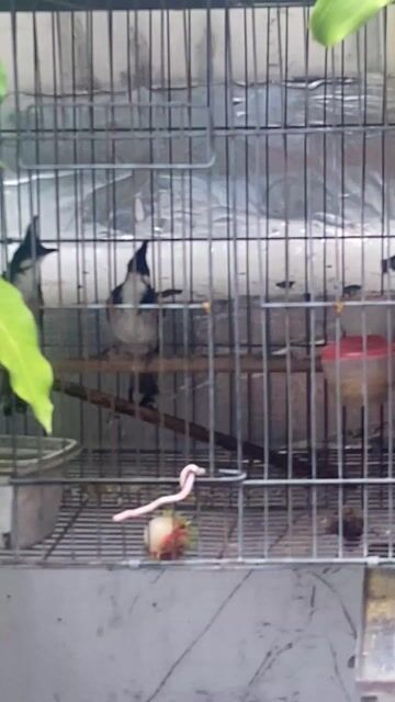Chim chào mào trống 2 năm đen trắng không tật lỗi. Mua bán Chim tại Quận Bình Tân Tp Hồ Chí Minh được đăng bởi Hưng Hà hình 1