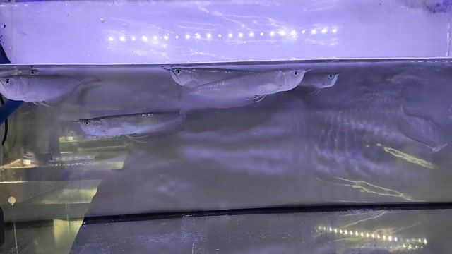 Cá rồng Ngân long 23-24cm Bạc. Mua bán Thú cưng khác tại Thành phố Nha Trang Khánh Hòa được đăng bởi A My hình 1