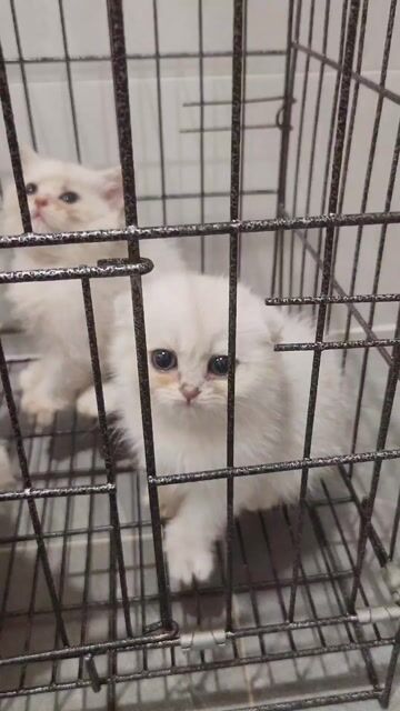 mèo Anh pet tìm ba mẹ. Mua bán Mèo tại Thành phố Thủ Đức Tp Hồ Chí Minh được đăng bởi Trang hình 1