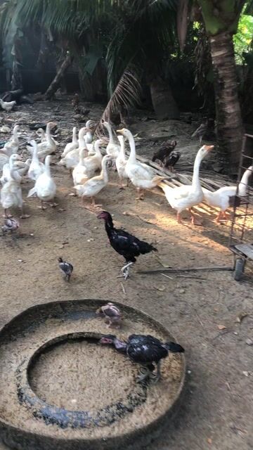 bán cho ace ve nuoi phong thuy. Mua bán Thú cưng khác tại Huyện Long Điền Bà Rịa - Vũng Tàu được đăng bởi hailua hình 1