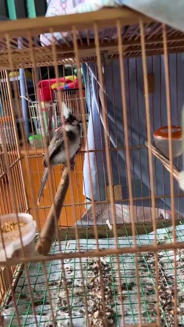 Chim chào mào trống. Mua bán Chim tại Huyện Hóc Môn Tp Hồ Chí Minh được đăng bởi Tú Hoài hình 1