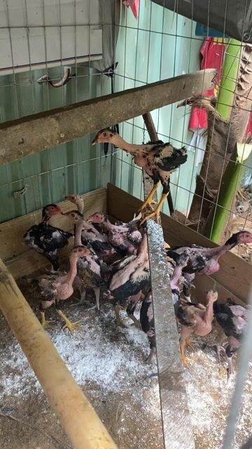 Gà con 13 con Khỏe mạnh. Mua bán Gà tại Quận 7 Tp Hồ Chí Minh được đăng bởi Ca Pin hình 1