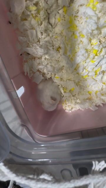 Chuột Hamster Trắng. Mua bán Thú cưng khác tại Quận 7 Tp Hồ Chí Minh được đăng bởi Nguyên Nguyễn hình 1