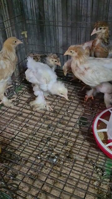 Gà Brahma 1 tháng hơn tháng. Mua bán Gà tại Thành phố Thủ Đức Tp Hồ Chí Minh được đăng bởi Gà Cảnh Bình Dương hình 1