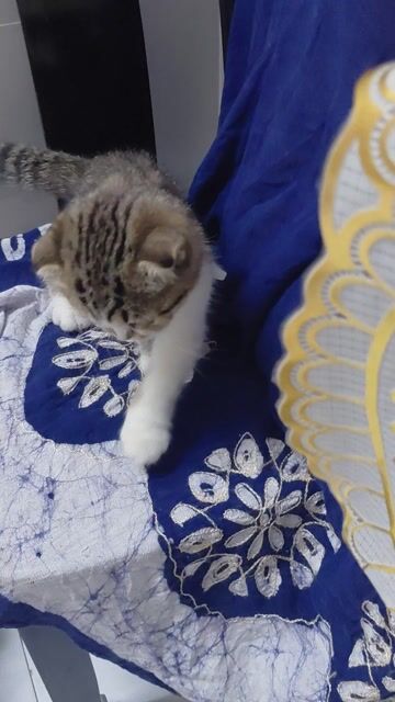 Mèo Anh tai cụp 4 tháng tuổi. Mua bán Mèo tại Quận Bình Thạnh Tp Hồ Chí Minh được đăng bởi Trúc Như hình 1