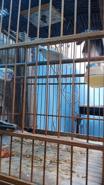 Chim chào mào bạch trắng khỏe mạnh đã thuần. Mua bán Chim tại Thành phố Thủ Đức Tp Hồ Chí Minh được đăng bởi Bé hình 1