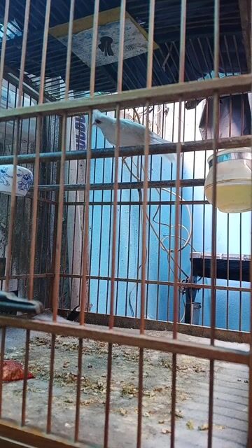 Chim chào mào bạch trắng khỏe mạnh đã thuần. Mua bán Chim tại Thành phố Thủ Đức Tp Hồ Chí Minh được đăng bởi Bé hình 1