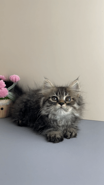 Mèo Tabby Lông Dài | Cần Thơ - Trại Mèo Da-O. Mua bán Mèo tại Quận Ninh Kiều Cần Thơ được đăng bởi Trần Cẩm Đào hình 1