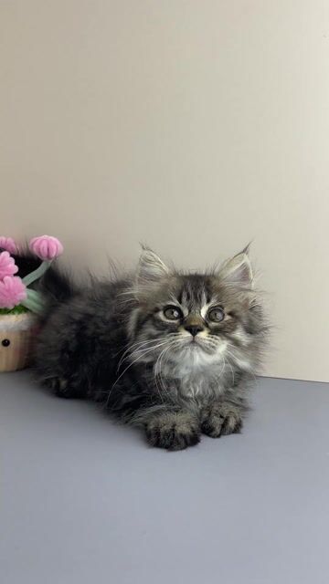 Mèo Tabby Lông Dài | Cần Thơ - Trại Mèo Da-O. Mua bán Mèo tại Quận Ninh Kiều Cần Thơ được đăng bởi Trần Cẩm Đào hình 1