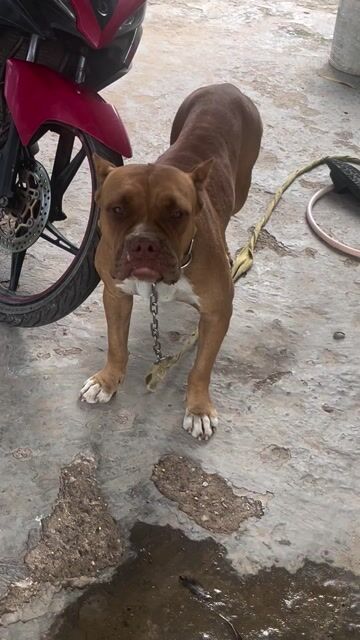 bandog đòng chó to