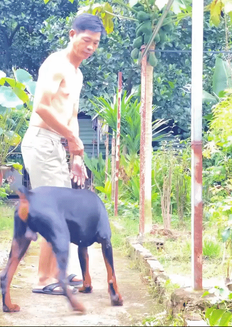 Chó Doberman Đực Đen, 2 tuổi. Mua bán Chó tại Thành phố Biên Hòa Đồng Nai được đăng bởi Hieu hình 1