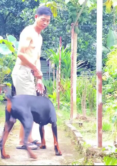 Chó Doberman Đực Đen, 2 tuổi. Mua bán Chó tại Thành phố Biên Hòa Đồng Nai được đăng bởi Hieu hình 1