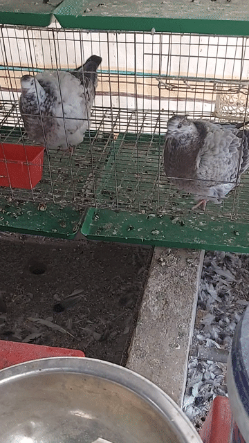 Bồ câu Mondain chim tơ nhiều màu. Mua bán Chim tại Huyện Mỹ Tú Sóc Trăng được đăng bởi Nguyễn Chân hình 1