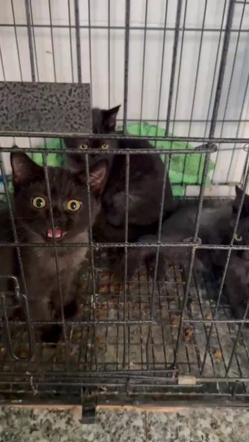 Mèo Anh lông ngắn Đen đã tiêm. Mua bán Mèo tại Huyện Tịnh Biên An Giang được đăng bởi Hoàng Nhân Ak hình 1