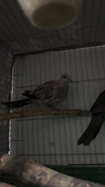 Chim Cu Gáy Vân rồng trống 1 tháng. Mua bán Chim tại Quận Đống Đa Hà Nội được đăng bởi Hoàng Long hình 1