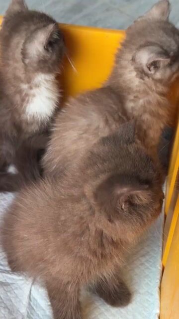 Mèo Anh lông ngắn Nâu cà phê sữa. Mua bán Mèo tại Huyện Thanh Trì Hà Nội được đăng bởi Dzung My hình 1