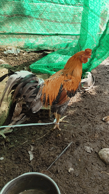 Gà tơ Xám cú lửa Đực 2.55kg chân xanh. Mua bán Gà tại Huyện Cờ Đỏ Cần Thơ được đăng bởi Kham  hình 1