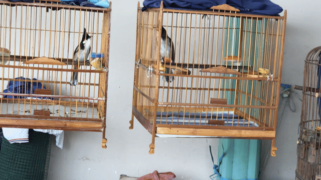 Chim chào mào hótbung cánh. Mua bán Chim tại Quận Gò Vấp Tp Hồ Chí Minh được đăng bởi ace mua goi nha hình 1