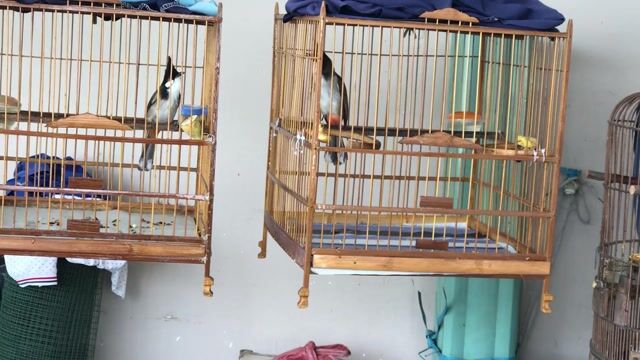 Chim chào mào hótbung cánh. Mua bán Chim tại Quận Gò Vấp Tp Hồ Chí Minh được đăng bởi ace mua goi nha hình 1