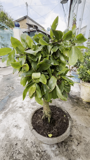 Mai vàng ghép Gião tự xoắn. Mua bán Cây cảnh, đồ trang trí tại Thành phố Dĩ An Bình Dương được đăng bởi ku rồm hình 1