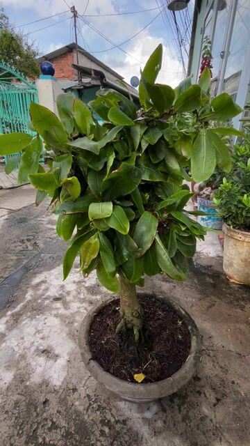 Mai vàng ghép Gião tự xoắn. Mua bán Cây cảnh, đồ trang trí tại Thành phố Dĩ An Bình Dương được đăng bởi ku rồm hình 1