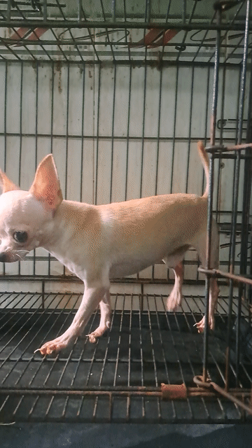 Chó Chihuahua Đực Kem 12 tháng. Mua bán Chó tại Thành phố Thuận An Bình Dương được đăng bởi Mỹ Linh hình 1