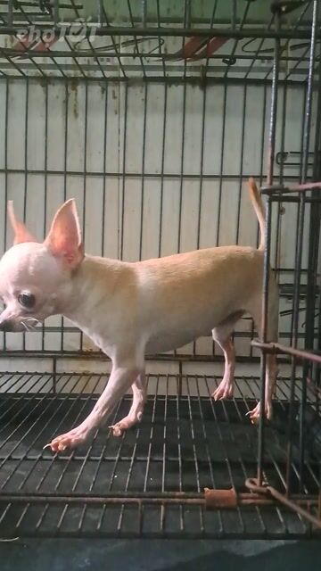 Chó Chihuahua Đực Kem 12 tháng. Mua bán Chó tại Thành phố Thuận An Bình Dương được đăng bởi Mỹ Linh hình 1