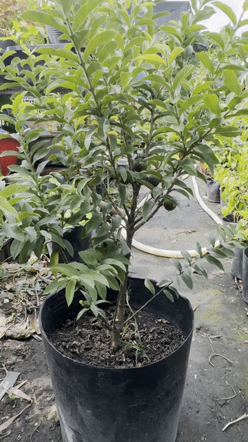 Ổi Sẻ Lá Kim cây khoẻ đang trái. Mua bán Cây cảnh, đồ trang trí tại Quận Gò Vấp Tp Hồ Chí Minh được đăng bởi Vườn Kiểng Nhà Nị Ny hình 1