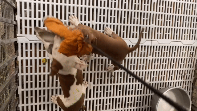 Chó Pitbull cái. Mua bán Chó tại Huyện Sóc Sơn Hà Nội được đăng bởi Thieugia Hobui hình 1