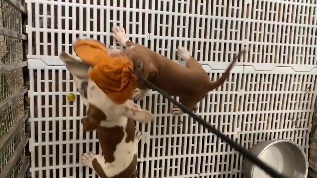Chó Pitbull cái. Mua bán Chó tại Huyện Sóc Sơn Hà Nội được đăng bởi Thieugia Hobui hình 1