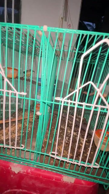 Chim 7m chuyền. Mua bán Chim tại Quận Cái Răng Cần Thơ được đăng bởi Long hình 1