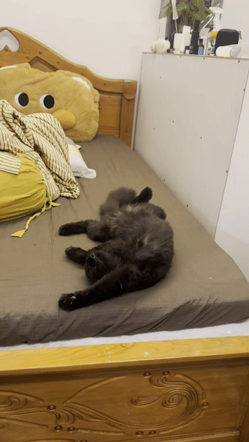 Mèo ALD lai Maincoon đực đen tặng đủ đồ của bé. Mua bán Mèo tại Quận Gò Vấp Tp Hồ Chí Minh được đăng bởi an ning hình 1
