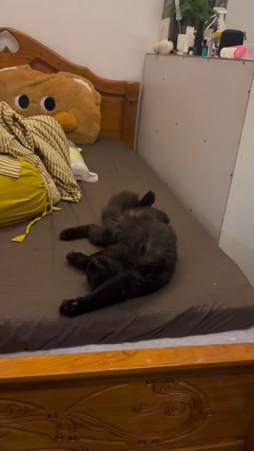 Mèo ALD lai Maincoon đực đen tặng đủ đồ của bé. Mua bán Mèo tại Quận Gò Vấp Tp Hồ Chí Minh được đăng bởi an ning hình 1