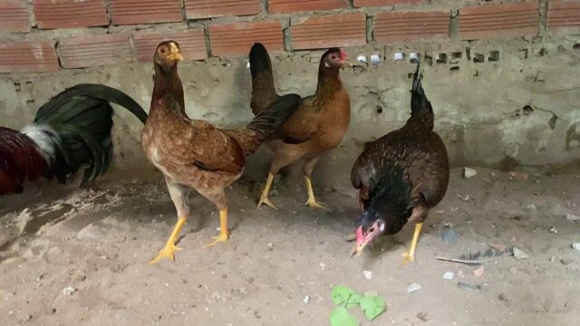 Gà Asill Mỹ Mái 1.1kg. Mua bán Gà tại Quận Ô Môn Cần Thơ được đăng bởi Gà Rang Bơ hình 1