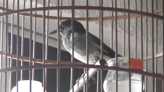 bộ than mái . Mua bán Chim tại Quận Bình Thạnh Tp Hồ Chí Minh được đăng bởi Thông hý hình 1