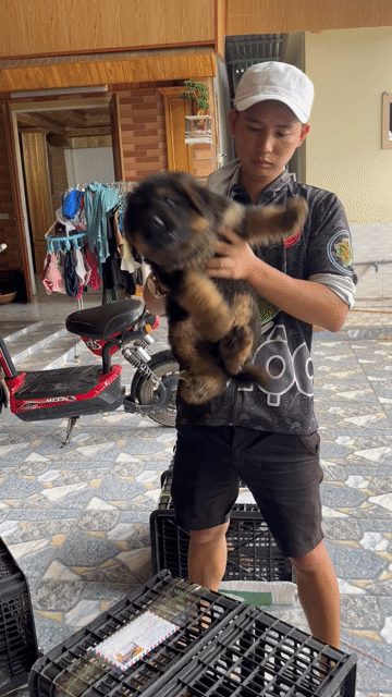 Chó Becgie lông xù 65 ngày đã tiêm phòng. Mua bán Chó tại Huyện Bình Chánh Tp Hồ Chí Minh được đăng bởi Trường Bùi nguyên hình 1